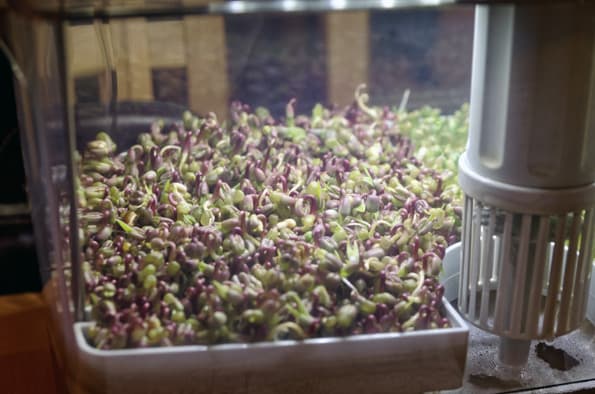 Проращиватель Rawmid DS-01