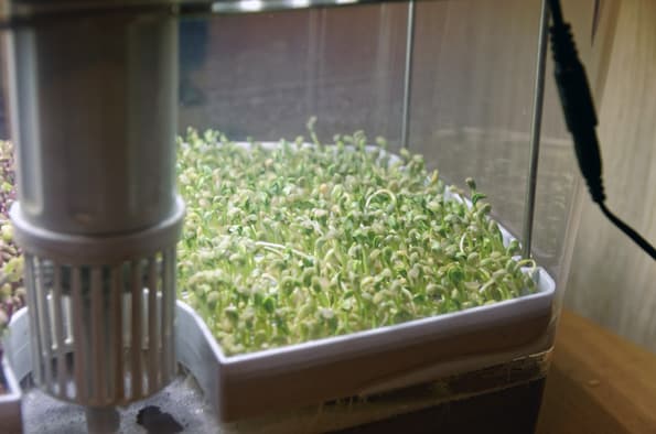 Проращиватель Rawmid DS-01