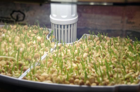 Проращиватель Rawmid DS-01