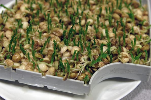 Проращиватель Rawmid DS-01