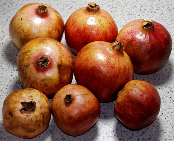 соковыжималка прессовая Sana Citrus Press