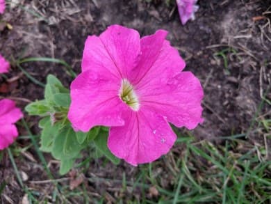 Макросъемка удается камере отлично.