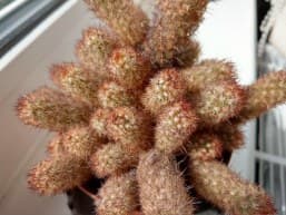 С макросъемкой камера справляется неплохо.