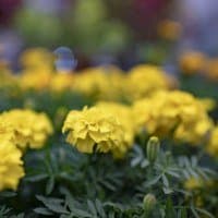 Nikon AF-S Nikkor 35mm f/1.4G