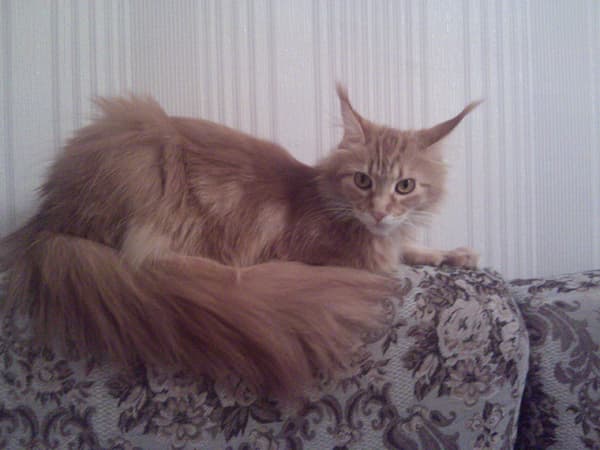 Снимок на камеру HP Pre 3