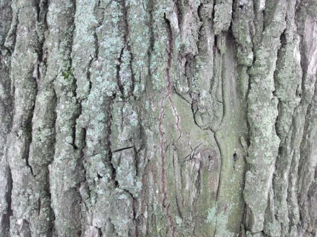 Обзор DNS SI4301. Демонстрационный снимок