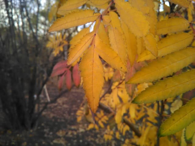 Обзор Highscreen Omega Prime S. Демонстрационный снимок