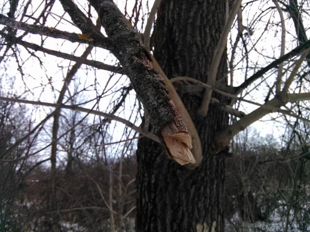 Обзор Highscreen WinJoy/WinWin. Демонстрационный снимок