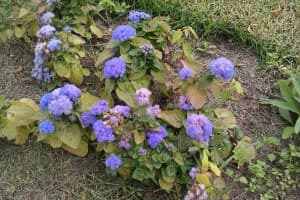 примеры снимков HTC Desire C