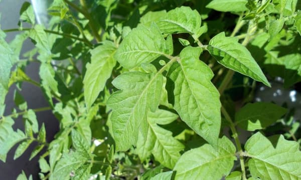 примеры снимков HTC Desire C