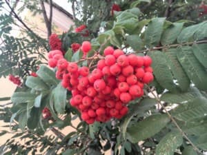 Пример снимка тыльной камерой смартфона Huawei Ascend P6