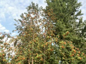 Пример снимка тыльной камерой смартфона Huawei Ascend P6