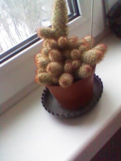 Обзор смартфона Huawei Ascend W1