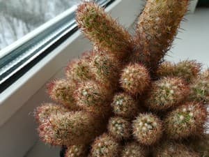 Обзор смартфона Huawei Honor 6X