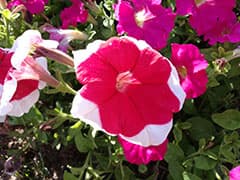 пример снимка на камеру смартфона Honor 8