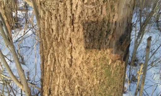 Обзор Huawei W2. Демонстрационный снимок