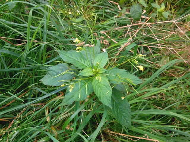 Обзор Jiayu G4. Демонстрационный снимок