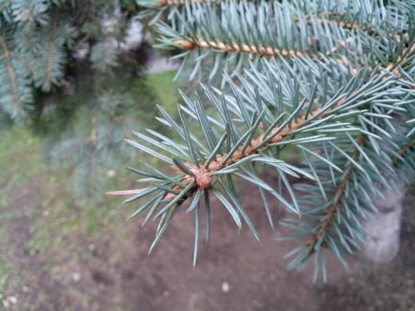 Обзор смартфона Lenovo P700i