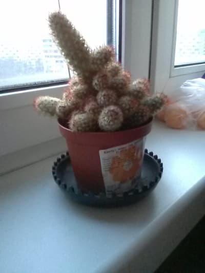 Обзор LG Nexus 4