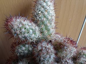 Фотографии смартфона LG Optimus G Pro