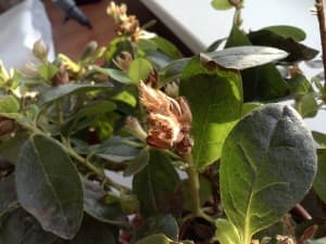 Обзор LG Optimus L9