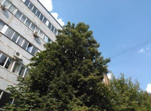 Тестовый снимок тыльной камеры ZTE nubia z5