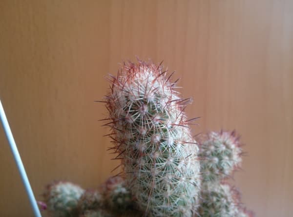 Обзор смартфона Oppo Find 5