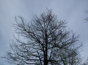 Обзор смартфона Oppo Find 5