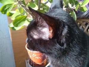 камера Oppo Finder — примеры снимков