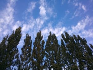 камера Oppo Finder — примеры снимков