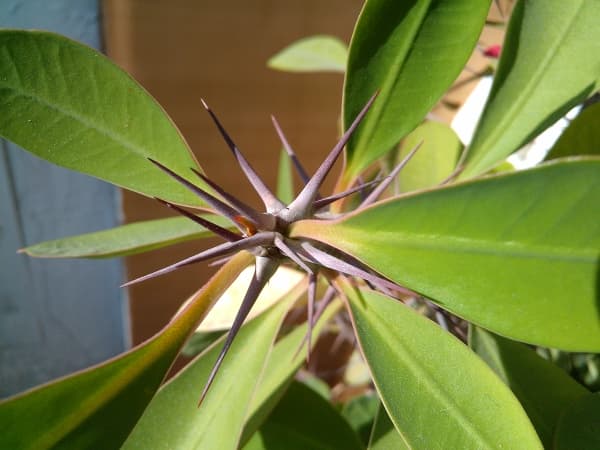 камера Oppo Finder — примеры снимков