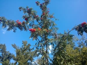 камера Oppo Finder — примеры снимков