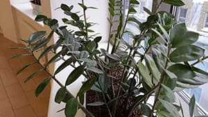 Фотографии смартфона Samsung Galaxy S4