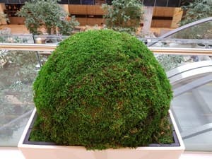 Смартфон Samsung Galaxy S8+