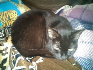 Обзор Sharp Aquos Phone SH930W