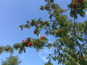 камера Sony Xperia go — примеры снимков