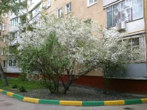 камера Sony Xperia P — примеры снимков камера Sony Xperia P — примеры снимков