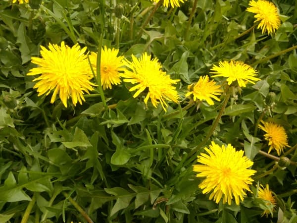 Sony Xperia P — макросъемка Sony Xperia P — макросъемка