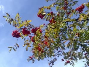 камера Sony Xperia sola — примеры снимков