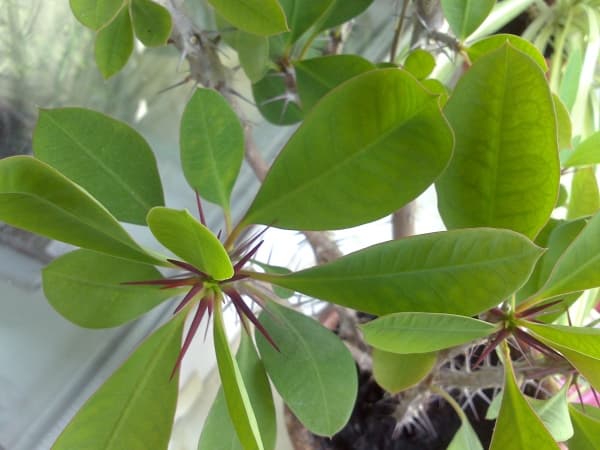 Sony Xperia U — макросъемка