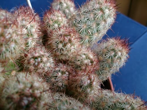 обзор смартфона Sony Xperia Z