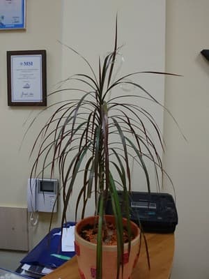 смартфон Sony Xperia Z5 Compact