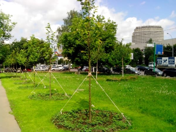 примеры снимков Zopo ZP100