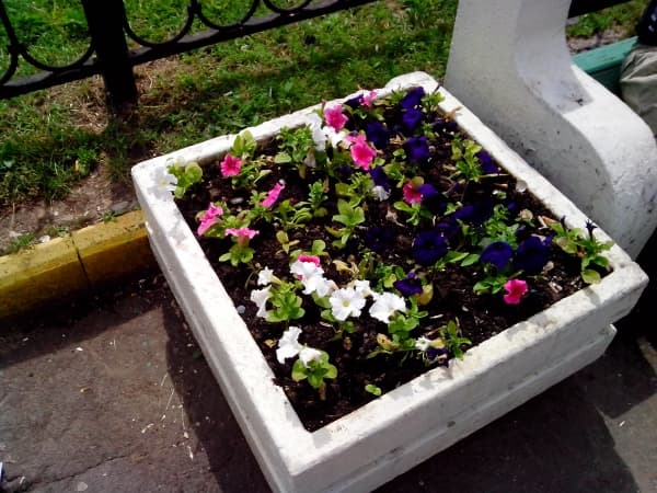 примеры снимков Zopo ZP100