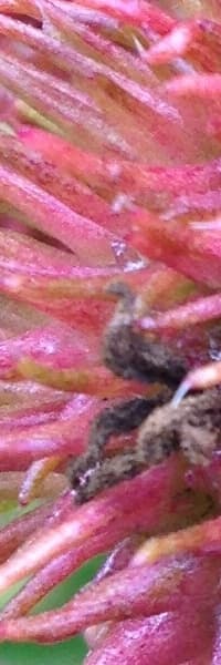 Снимок на смартфон Apple iPhone 4S