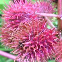 Снимок на смартфон Apple iPhone 4S