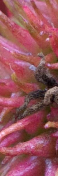 Снимок на смартфон Nokia 808 PureView