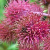 Снимок на смартфон Nokia 808 PureView