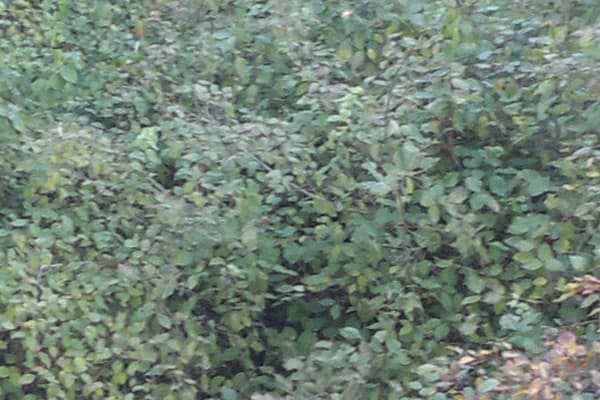 снимок на фотокамеру смартфона Nokia N8