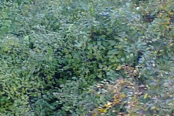 снимок на фотокамеру смартфона Nokia N9